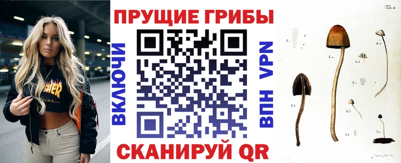 Псилоцибиновые грибы Psilocybe Лодейное Поле